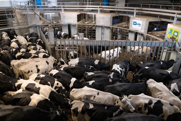 Batch milking